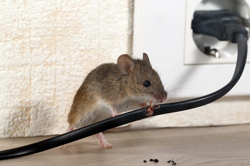 Dangers of Rodent Infestations